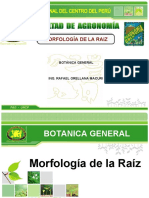 Morfologia de La Raiz