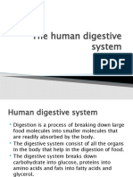 Human Digestive System