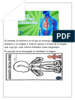 Sistema Circulatorio