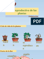 Ciclo Reproductivo de Las Plantas