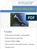 AULA Roteiro Sistema Genital Masculino