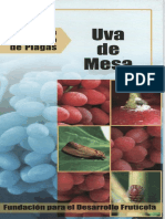 Uva de Mesa