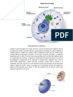 Núcleo y Citoesqueleto