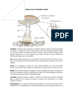 Morfologia Champiñon Comun