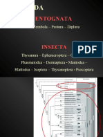 5 - Insecta - Ordens de Insetos 1