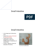 Small Intestine