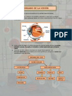 Histologia Sentido de La Vista