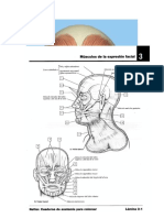 Musculos Cara, Cuello y Tronco