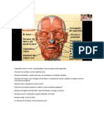 Musculos Examen