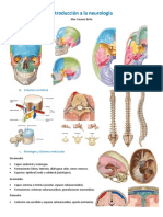 Introducción A La Neurología Resumen