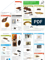 Identification Guide: Freshwater Invertebrate