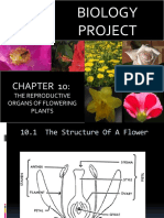 Biology Project: The Reproductive Organs of Flowering Plants