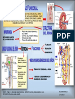 Infografia Riñon Como Unidad Funcional