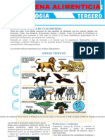 La Cadena Alimenticia para Tercer Grado de Secundaria