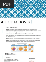 Stages of Meiosis