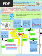 Semana 14 - Infografía de La Fisiología Nefronal - Ruiz Saavedra Yomira Yulissa - Ciclo II - Ep Enfermería