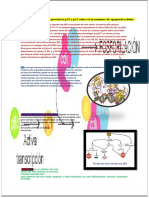 Las Proteínas p53 y p21