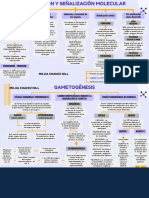 Mapa Embriologia