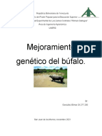 Mejoramiento Genetico Bufalos