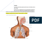 Aparato Respiratorio