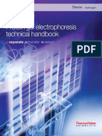 Protein Gel Electrophoresis