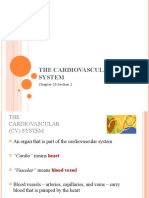 The Cardiovascular System: Chapter 23 Section 1