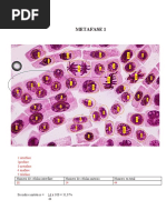 METAFASEs 3