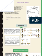 Sistema Reproductor de Los Insectos Entomologia