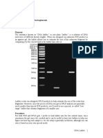 Ennedy AB: DNA Ladder For Gel Electrophoresis Date