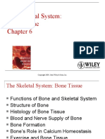 The Skeletal System: Bone Tissue