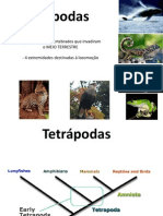 Tetrapodes PDF