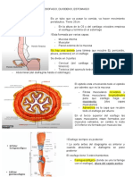 20-Resumo Anato - Esofago, Duodendo, Estomago