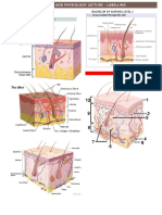 Anatomy and Physiology Lecture - Midterm (Labelling)