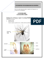 Práctica 14 - Accidentes Por Mordedura de Arañas