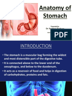 Anatomy of Stomach