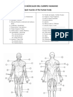 Principales MÚSCULOS Del Cuerpo Humano