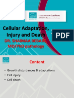 Cell Adaptation, Injury and Death