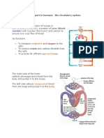 07 Human Transport Biology Notes IGCSE 2014