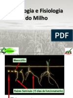 8-Fenologia e Fisiologia Do Milho AeR