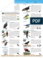 Peru Bird-ID-Guide NEW 191104