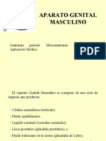 Quinceava Clase. APARATO GENITAL MASCULINO