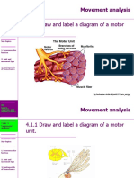 4.1.1 Draw and Label A Diagram of A Motor Unit.: Movement Analysis