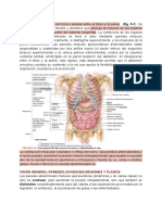 ABDOMEN 