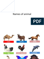 Names of Animal