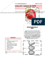 Extraccion ADN de Fresa