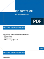 Clase 5 - Periné Posterior