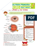 El Olfato y La Vista para Tercero de Primaria
