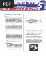 Sistema Respiratorio en Los Animales para Quinto Grado de Secundaria