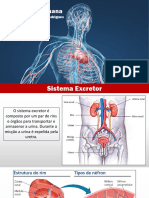 Aula 4. Fisiologia - Sistema Excretor