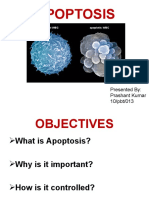 Apoptosis: Presented By: Prashant Kumar 10/pbt/013